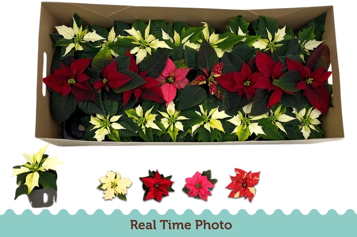 <h4>EUPHOR P GEM</h4>