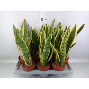 Sansevieria trifa. 'Laurentii'