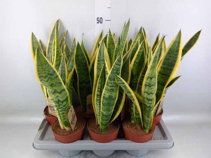 <h4>Sansevieria trifa. 'Laurentii'</h4>