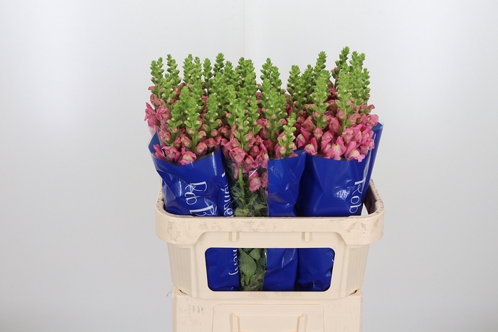 <h4>Antir Avignon Rose</h4>