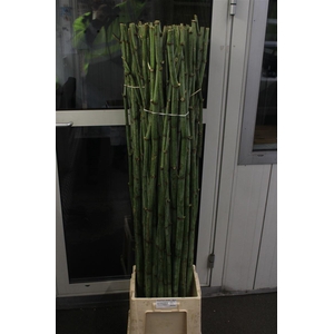 Polygonum Stokken 180cm