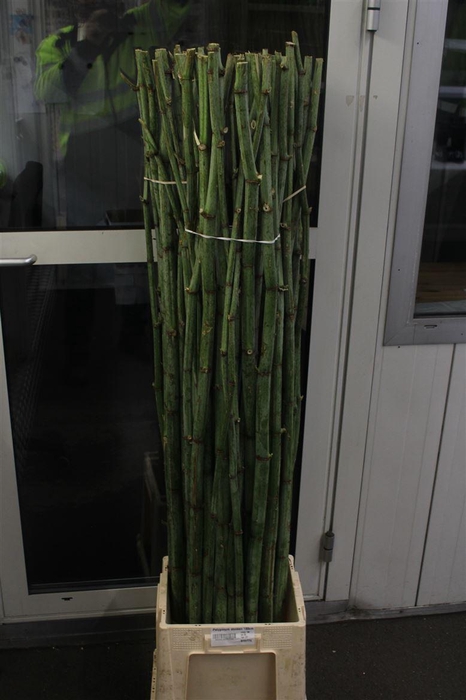 <h4>Polygonum Stokken 180cm</h4>