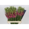 Antirrhinum Potomac Cherry Pink