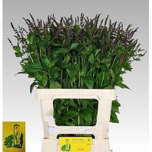 Mentha Dark Sensation Firma Klein