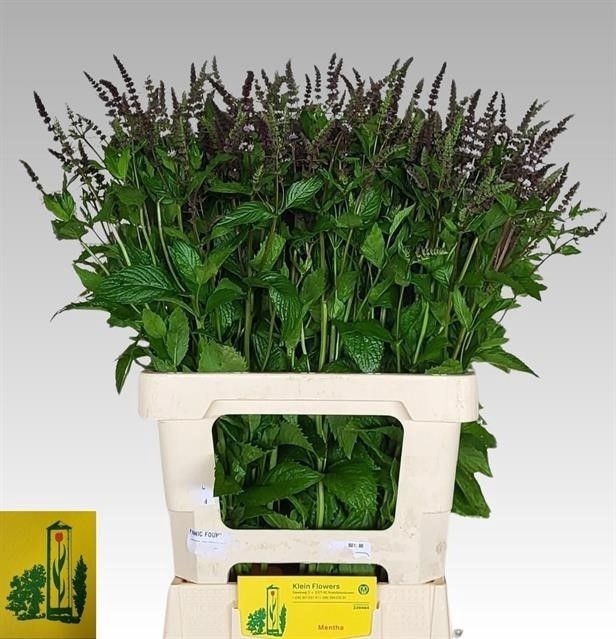 <h4>Mentha Dark Sensation Firma Klein</h4>