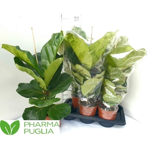 FICUS LYRATA