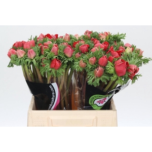 Anemone Mistral Plus Red