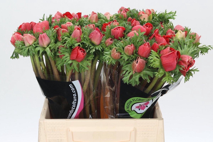 <h4>Anemone Mistral Plus Red</h4>