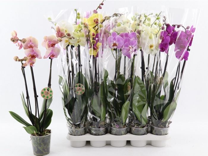 <h4>PHAL GEM 7 KL</h4>