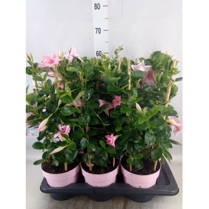 Mandevilla  'Sundavil Dbl Blush Pk'