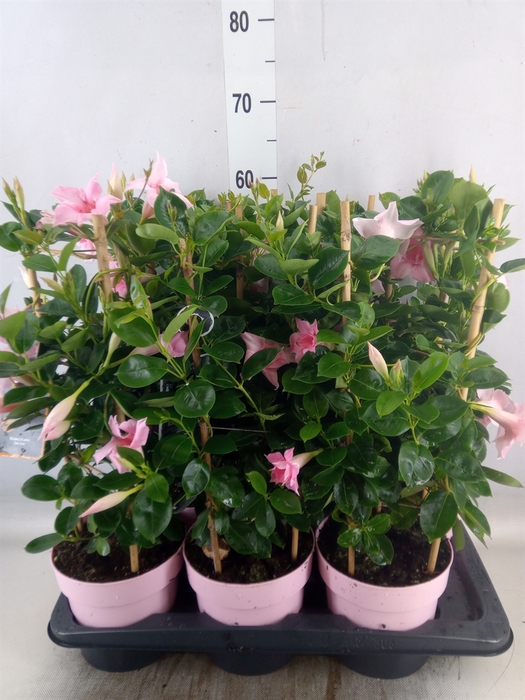 <h4>Mandevilla  'Sundavil Dbl Blush Pk'</h4>