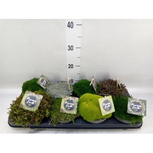 Vaste pltn   ...       [Perennials]