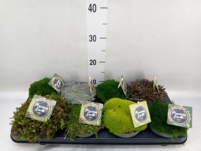 <h4>Vaste pltn   ...       [Perennials]</h4>