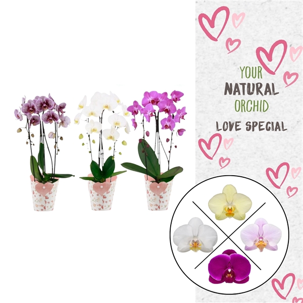 <h4>Phal. 2 spike Cascade Love Mix in Potcover Hart</h4>