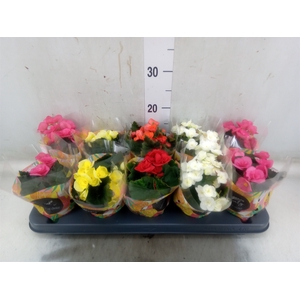 Begonia elat. DU   ...mix