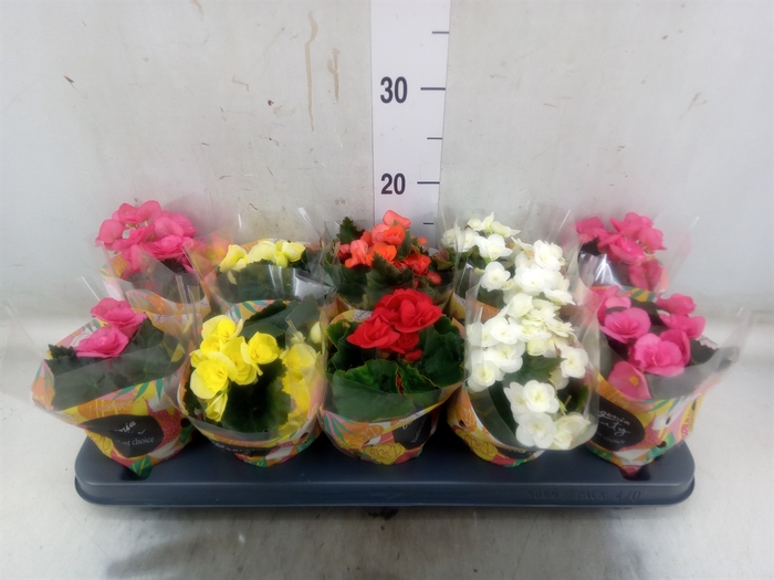<h4>Begonia elat. DU   ...mix</h4>