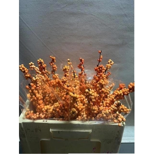ILEX VE WINTER GOLD