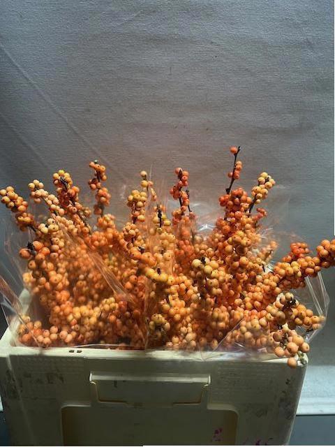 <h4>ILEX VE WINTER GOLD</h4>