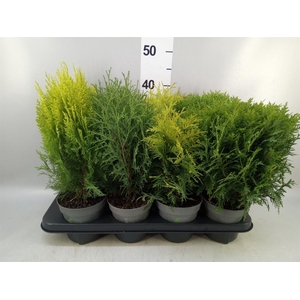 Thuja occid.