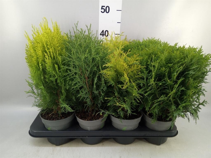 <h4>Thuja occid.</h4>