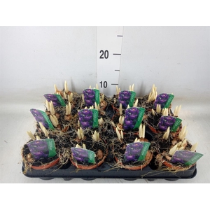 Crocus vernus 'Flower Record'