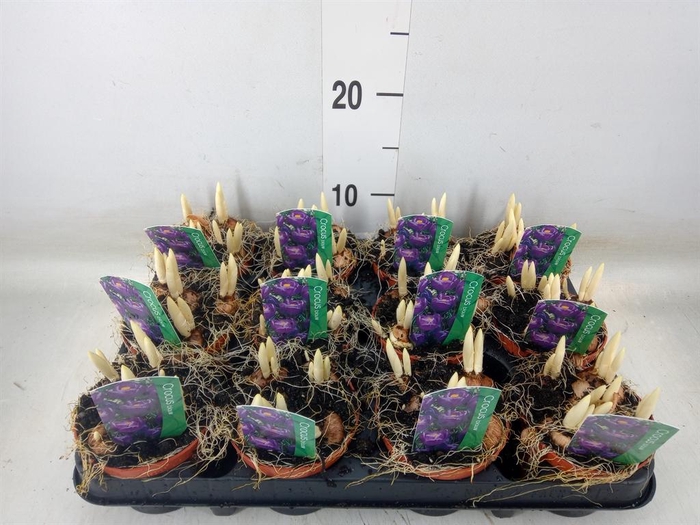 <h4>Crocus vernus 'Flower Record'</h4>