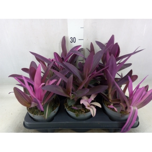 Tradescantia   ...