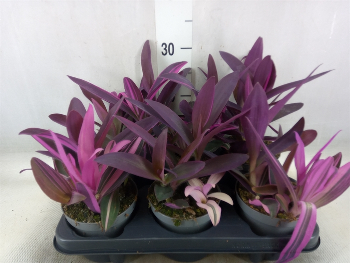 <h4>Tradescantia   ...</h4>
