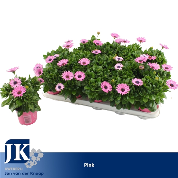 <h4>osteospermum Roze TST</h4>