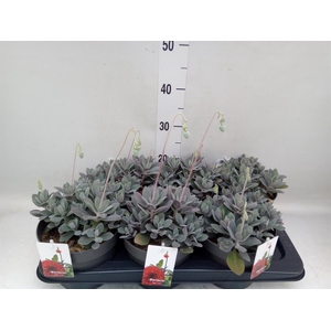 Senecio   ...