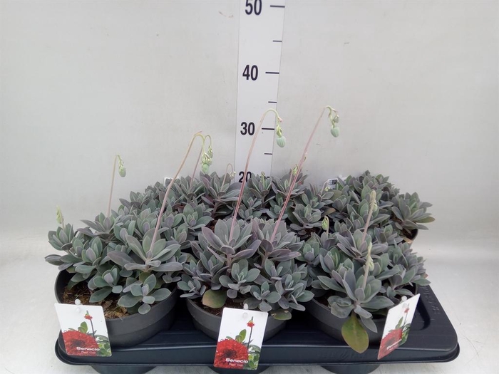 <h4>Senecio   ...</h4>