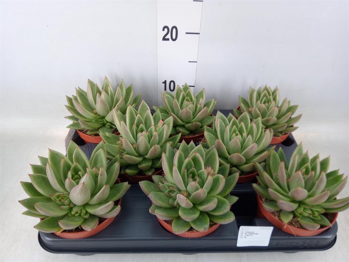 <h4>Echeveria 'Miranda'</h4>