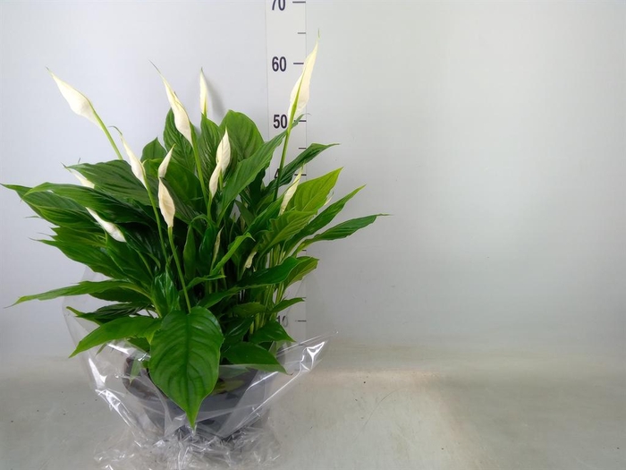 <h4>Spathiphyllum  'Chopin'</h4>