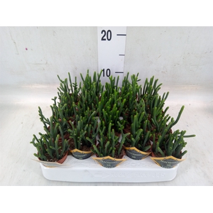 Crassula   ...