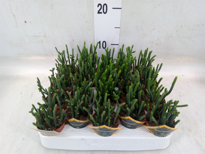 <h4>Crassula   ...</h4>