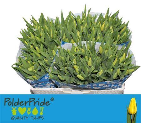 <h4>Tu En Strong Gold</h4>