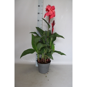 Canna generalis Cannova Rose