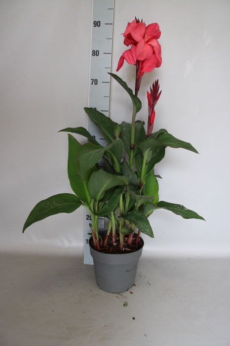 <h4>Canna generalis Cannova Rose</h4>