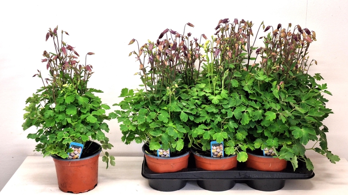 <h4>AQUIL BIEDERMEIER</h4>