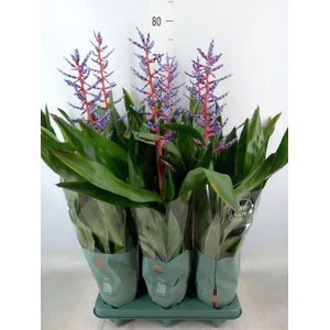 Aechmea  'Blue Rain'