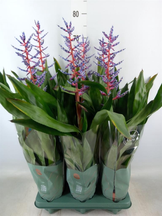 <h4>Aechmea  'Blue Rain'</h4>