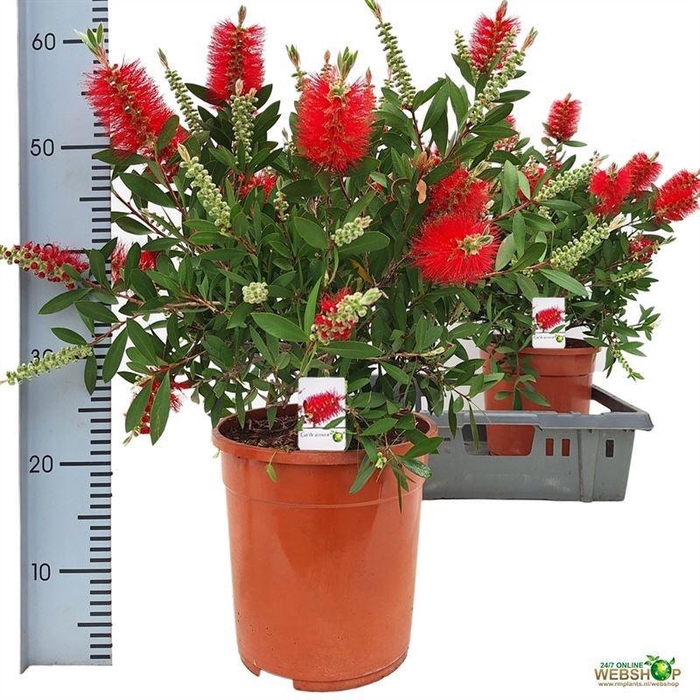 <h4>CALLISTEMON CITRINUS</h4>