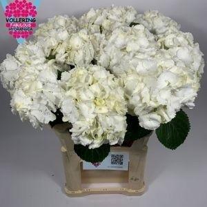 <h4>HYDR M SCHNEEBALL</h4>