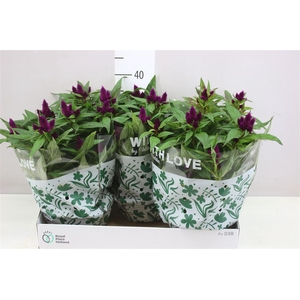 Celosia Arg Intenz In Schaal