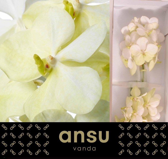 <h4>Vanda Tayanee White X25</h4>