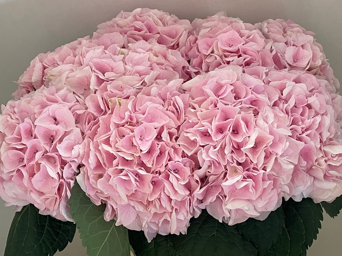 <h4>HYDR M MY PINKTOU RZ</h4>