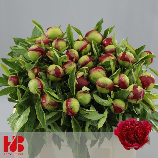 <h4>PAEO RED CHARM</h4>