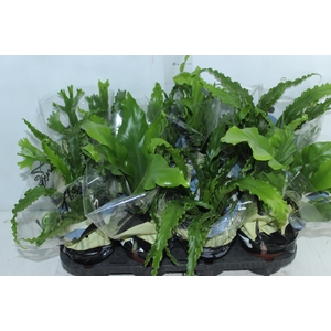 ASPLENIUM VARIADO P14