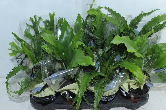 <h4>ASPLENIUM VARIADO P14</h4>