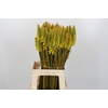 Kniphofia Eycone Yellow